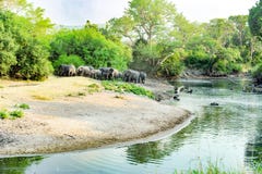 Elefanti nel bello paesaggio con il fiume in Serengeti, Africa, hundrets degli gnu insieme Immagini Stock Libere da Diritti Elefanti nel bello paesaggio con il fiume in Serengeti, Africa, hundrets degli gnu insieme Immagini Stock Libere da Diritti