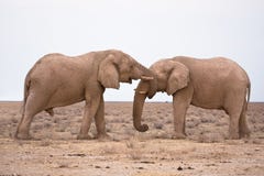 Elefanti nell'amore Elefanti nell'amore