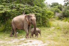 Elefantkuh, die mit Babyelefanten in Nationalpark Yala geht stockbilder Elefantkuh, die mit Babyelefanten in Nationalpark Yala geht stockbilder