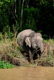 elefantpygmy Royaltyfri Foto
