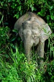 elefantpygmy för 2 borneo Arkivfoton