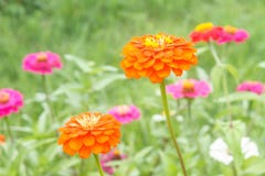 Elegans de Zinnia dans le domaine photographie stock Elegans de Zinnia dans le domaine photographie stock