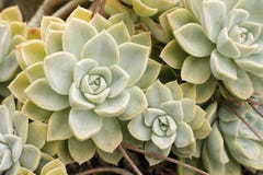 Elegans Echeveria, орнаментальный кактус стоковая фотография Elegans Echeveria, орнаментальный кактус стоковая фотография