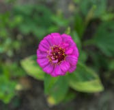 Elegans élégants de Zinnia ou de Zinnia, zinnia commun photos libres de droits Elegans élégants de Zinnia ou de Zinnia, zinnia commun photos libres de droits