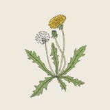 Elegant detailed drawing of dandelion plant with yellow flower, seed head and bud growing on stem and leaves. Beautiful royalty free illustration Elegant detailed drawing of dandelion plant with yellow flower, seed head and bud growing on stem and leaves. Beautiful royalty free illustration