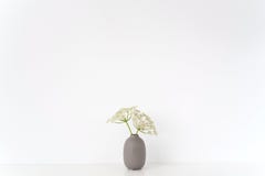 Elegant indoor interior. Gray vase with Aegopodium summer bouquet on table on white background.