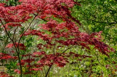 Elegant Red Japanese Maple Acer Palmatum Atropurpureum Tree With