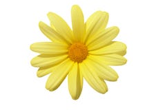 Elementi di disegno: Testa di fiore fotografie stock libere da diritti Elementi di disegno: Testa di fiore fotografie stock libere da diritti