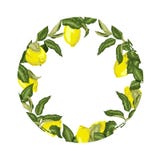 Elemento decorativo del vector de la plantilla con agrios en círculo stock de ilustración Elemento decorativo del vector de la plantilla con agrios en círculo stock de ilustración