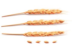 Elementos realistas del trigo, de la cebada, del arroz o de la avena cebada aislada en blanco para la comida sana o el diseño de libre illustration Elementos realistas del trigo, de la cebada, del arroz o de la avena cebada aislada en blanco para la comida sana o el diseño de libre illustration