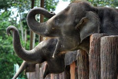 Elephant Stock Photography