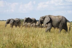 Elephant Breeding Herd Royalty Free Stock Image Elephant Breeding Herd Royalty Free Stock Image