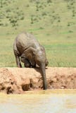 Elephant calf drinking from a water hole