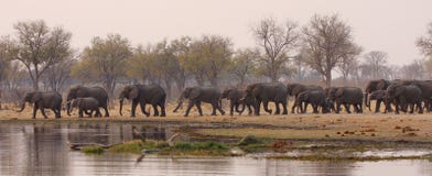 Elephant Drinking Time Stock Image Elephant Drinking Time Stock Image