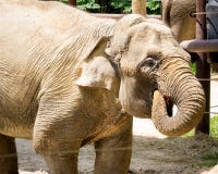 Elephant Drinking Water stock image Elephant Drinking Water stock image