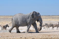 Elephant, Etosha National park, Namibia stock image Elephant, Etosha National park, Namibia stock image