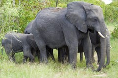 Elephants with baby standing together, elephants protect baby elephants, South Africa stock photos Elephants with baby standing together, elephants protect baby elephants, South Africa stock photos
