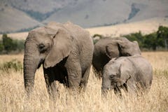 Elephant Family In The Grass Royalty Free Stock Photo