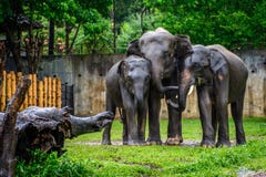 elephant family in the rain at the zoo, Myanmar, may-2017 royalty free stock images elephant family in the rain at the zoo, Myanmar, may-2017 royalty free stock images