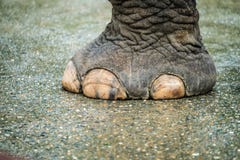 Elephant Foot Stock Photos, Images, & Pictures - 532 Images