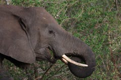 Elephant grasing Royalty Free Stock Photography Elephant grasing Royalty Free Stock Photography