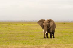 Elephant half immersed in the marshes of Amboseli Park in Kenya Stock Photography Elephant half immersed in the marshes of Amboseli Park in Kenya Stock Photography
