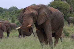 Male Bull Elephant with Mud Sun Lotion in Hwage National Park, Zimbabwe, Elephant, Tusks, Elephant`s Eye Lodge royalty free stock image Male Bull Elephant with Mud Sun Lotion in Hwage National Park, Zimbabwe, Elephant, Tusks, Elephant`s Eye Lodge royalty free stock image