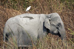 Elephant In Kaziranga Park Royalty Free Stock Photo Elephant In Kaziranga Park Royalty Free Stock Photo
