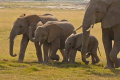 Elephant mother and her three children