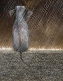 Elephant Sitting, Rainy Day, Nature stock photography Elephant Sitting, Rainy Day, Nature stock photography