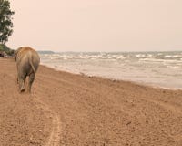 Elephant Walking Down A Beach Royalty Free Stock Images