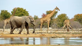 Elephants And Giraffes Watering Stock Photography