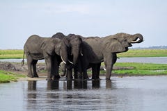 Elephants Having A Drink At The Chobe River Royalty Free Stock Photos