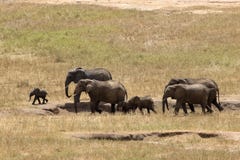 Elephants in Tsavo East Park Stock Photos Elephants in Tsavo East Park Stock Photos
