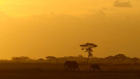 Elephants Walking in Golden Sunset