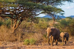 Elephants Walking In The Bush Of Africa Royalty Free Stock Photos