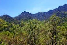 Elevazione fumosa Gatlinburg tn della foresta del parco nazionale della montagna immagine stock libera da diritti Elevazione fumosa Gatlinburg tn della foresta del parco nazionale della montagna immagine stock libera da diritti