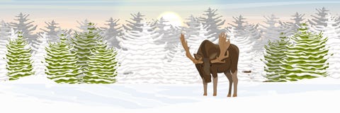 Elk with big horns walks through a snow-covered valley. Spruce forest on the horizon. Winter. royalty free illustration Elk with big horns walks through a snow-covered valley. Spruce forest on the horizon. Winter. royalty free illustration