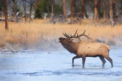 Elk Bugling While Crossing River Royalty Free Stock Images