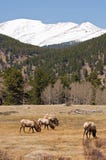 Elk Grazing In Mountains Royalty Free Stock Photography
