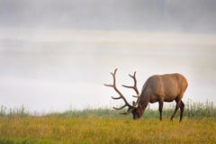 Elk Grazing Near River Royalty Free Stock Photography