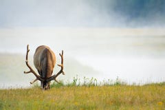 Elk Grazing On Lush Summer Grass Stock Image
