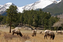 Elk In Colorado Mountains Royalty Free Stock Image