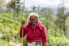 ELLA, SRI LANKA - 17. JANUAR 2017: selektiver Fokus der lächelnden älteren asiatischen Frau auf Hügel in Asien lizenzfreies stockfoto ELLA, SRI LANKA - 17. JANUAR 2017: selektiver Fokus der lächelnden älteren asiatischen Frau auf Hügel in Asien lizenzfreies stockfoto