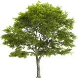 Elm Tree, Green Leaves, Isolated