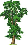 Elm tree. Vector