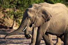 Elusive Desert Elephants Of Namibian Stock Photos
