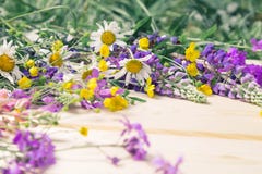 Embarquez le fond pour la conception dans un cadre des fleurs de floraison d'été L'endroit pour une inscription image libre de droits Embarquez le fond pour la conception dans un cadre des fleurs de floraison d'été L'endroit pour une inscription image libre de droits