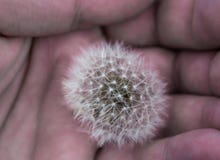 The embodiment of fragility. dandelion held in the palm of a man royalty free stock image The embodiment of fragility. dandelion held in the palm of a man royalty free stock image
