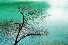 Emerald Lake Royalty Free Stock Image
